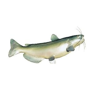 Signature Series-Channel Catfish Fish Replica-24 Inch right facing by