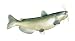 Signature Series-Channel Catfish Fish Replica-20 Inch/right facing