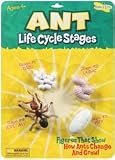 Insect Lore Life Cycle Stages Ant; 3 Items/Order
