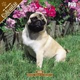 2008 Pug 2008 16 Month Wall Calendar **IN STOCK NOW**