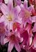 HARDY PINK Amaryllis belladonna (1 Bulb)