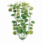 Tetra 19118 Water Wonders Fresh Water Plant Cardamine, 9-Inch by Tetra