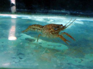 1匹でも繁殖する不思議なザリガニ　ミステリークレイフィッシュ【こだわりの生体をお届けします　名生園】