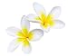 Glorious Frangipani or Plumeria Flowers, with Clipping Path. - 24
