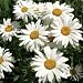 Shasta Daisy 100 Seeds