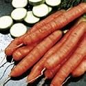SUTTONS SEEDS: Carrot Amsterdam Forcing 3: (1,500 seeds)