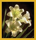 WHITE LILIES-3 Bookmark