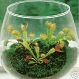  : VENUS FLYTRAP -15 Seeds- CARNIVOROUS SEEDS