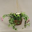 Mixed Wild Med Sage Ivy in Basket