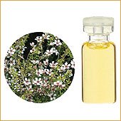 【生活の木】マヌカ 3mL