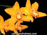 Cymbidium Milton Carpenter "Everglades Gold