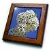 Flowers in a Blue Sky- Flowering Tree- Spring Photography - 8x8 Framed Tile