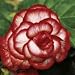Pepper Drop Begonia Seed Pack