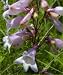 Seeds - Penstemon calycosus
