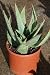Aloe Ferox Succulent Plant