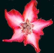 Adenium Somalense - 100 Seeds