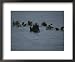 A Group of Sea Otters, Enhydra Lutris, Rest on the Surface of the Sea National Geogra...