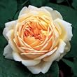 Jude the Obscure--English Rose Bush Five Gallon Plant