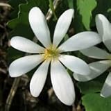 Bloodroot (Sanguinaria canadensis) - Jumbo Wildflower Seed Packet