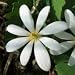 Bloodroot (Sanguinaria canadensis) - Jumbo Wildflower Seed Packet