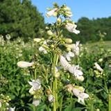 Tube Beardtongue (Penstemon tubaeflorus) - Jumbo Wildflower Seed Packet