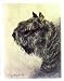 Bouvier des Flandres Head Study Notecards