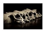 ポスター <strong>パトリック</strong> ボルドウィン Swan Lake
