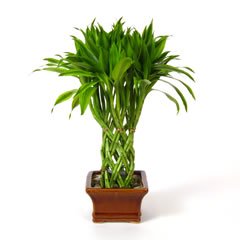 Lucky Bamboo Tree