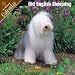   - 2008 Old English Sheepdog 2008 16 Month Wall Calendar **IN STOCK NOW**