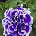 Grow Your Secret Garden Petunia Double Purple Seeds