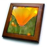 31hcHthuNOL. SL160  California Poppy Orange Flower Floral Photography Nature   8x8 Framed Tile