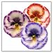 Pansy Flower Floating Candles - Rose/Blue - 3¼