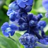 Blue Sage (Salvia farinacea) - Jumbo Wildflower Seed Packet