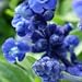 Blue Sage (Salvia farinacea) - Jumbo Wildflower Seed Packet