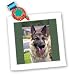 Dogs German Shepherd - German Shepherd Portrait - Quilt Squares