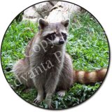 RACOON Fridge Magenet