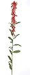 Artificial Cardinal Flower