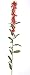 Artificial Cardinal Flower