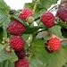 5X Raspberry  (GLEN AMPLE) - 40-60cm - BAREROOT