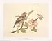 Birds - Hawfinch by Frances Le marchant. ART PRINT Canvas Rolled.. 17.00 inches width...