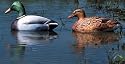 Cherokee Featherlite Inflatable Mallard 6 Pack Duck Decoys