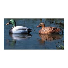 Click here to buy 6 - Pk. Cherokee Sports Featherlite Inflatable Mallard Decoys.