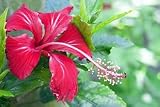 Hibiscus Flowers Herbal Tea