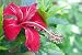 Hibiscus Flowers Herbal Tea Image