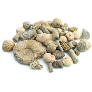Fossil Sorting Kit