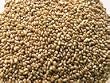 Organic Sprouting Alfalfa Seeds, One Pound - Todd's Seeds