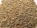 Organic Sprouting Alfalfa Seeds, One Pound - Todd's Seeds