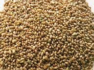 Organic Sprouting Alfalfa Seeds, One Pound - Todd's Seeds