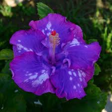 10+ dinnerplate hibiscus/ berry blend/ perennial flower…