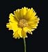 Lance Leaved Coreopsis Perennial - 100 Seeds, 400 mg